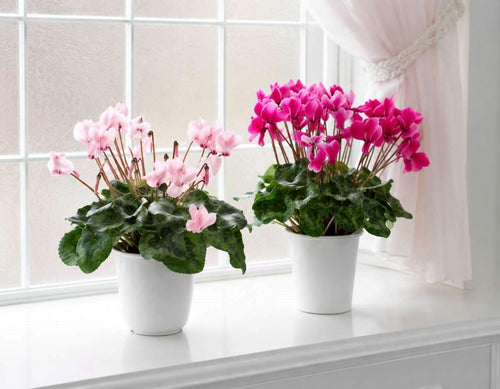Cyclamen