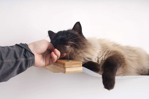 Person's hand scratching a cat on a cat hammock