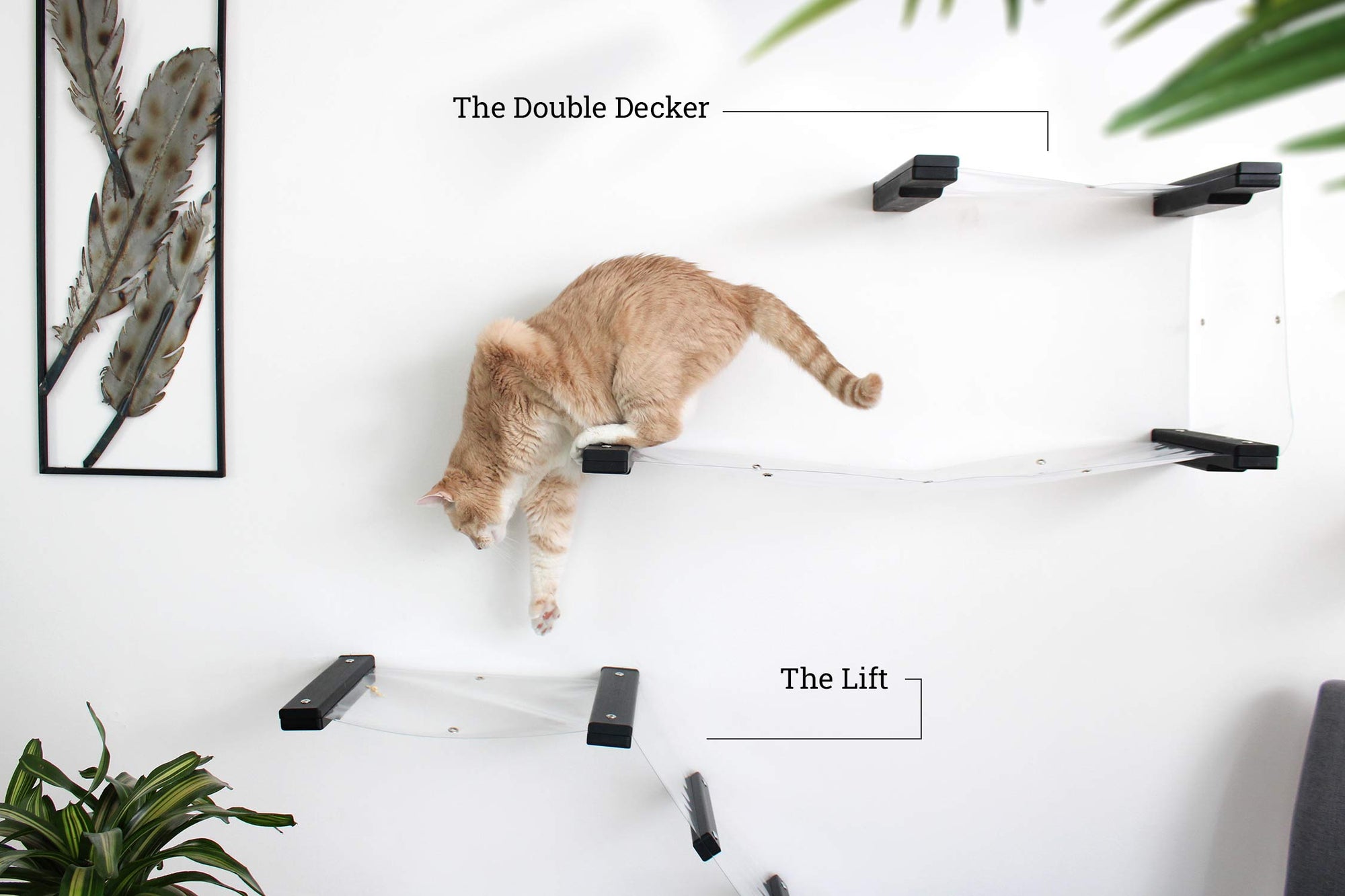 An orange cat making its way from the Invisible Double Decker to the Invisible Lift Cat Hammock