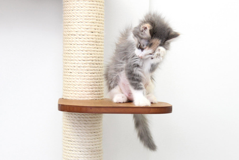 Kitten sitting on a Leaf Shelf