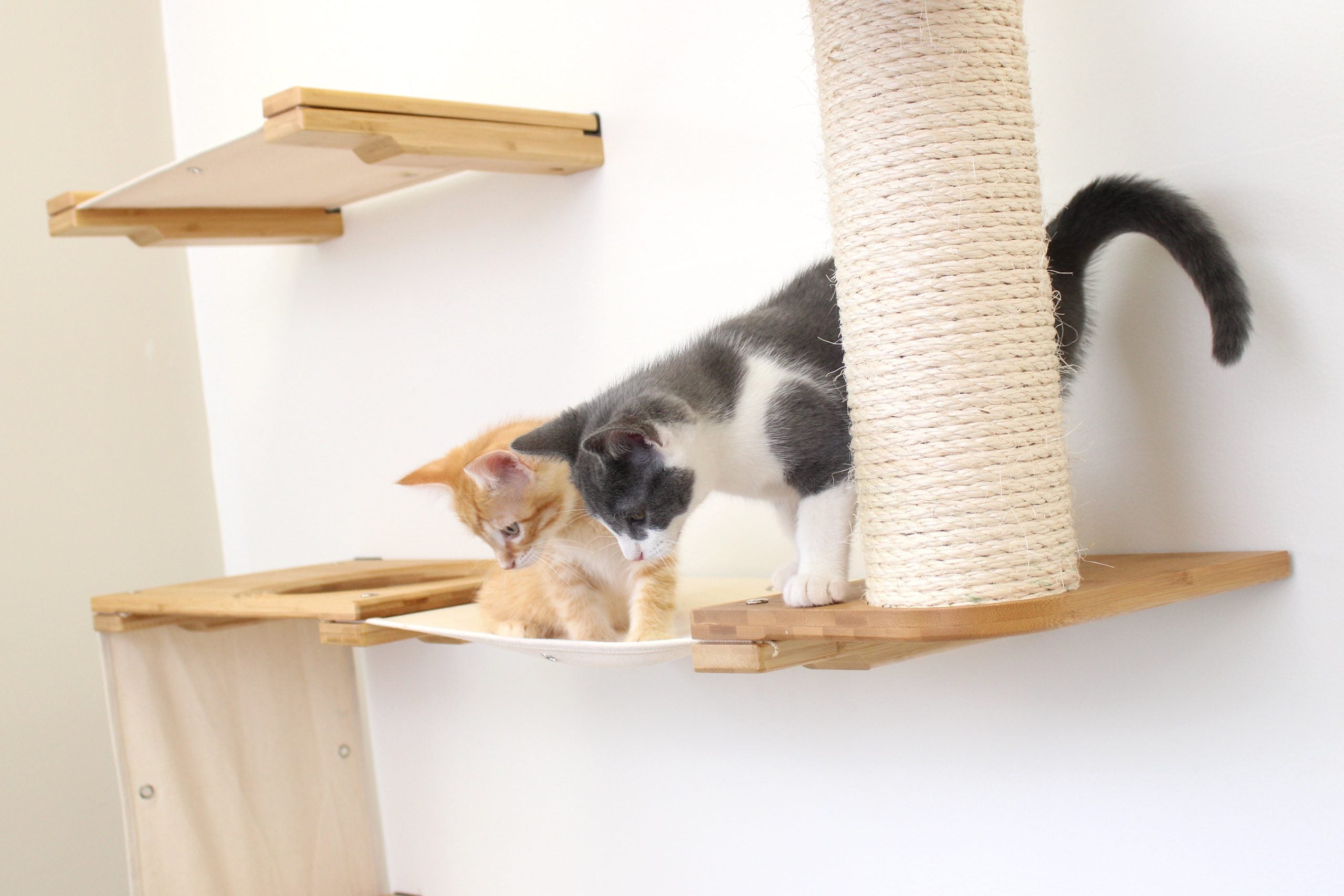 Kittens playing on a condo