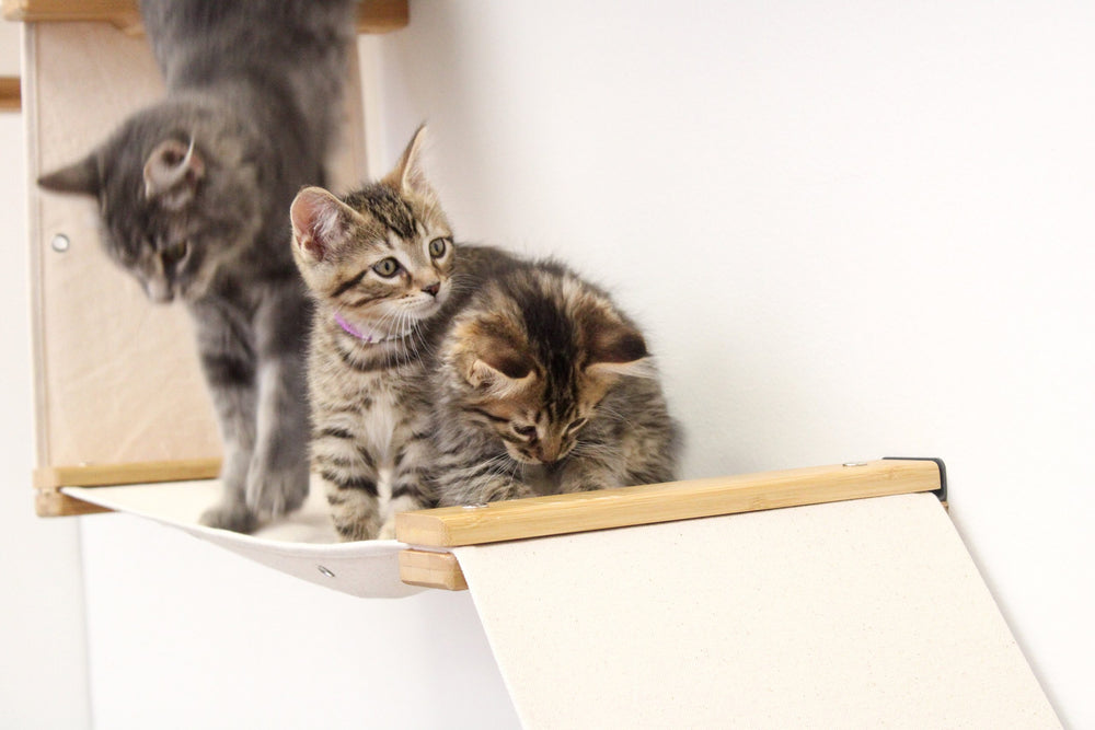 Kittens on a condo