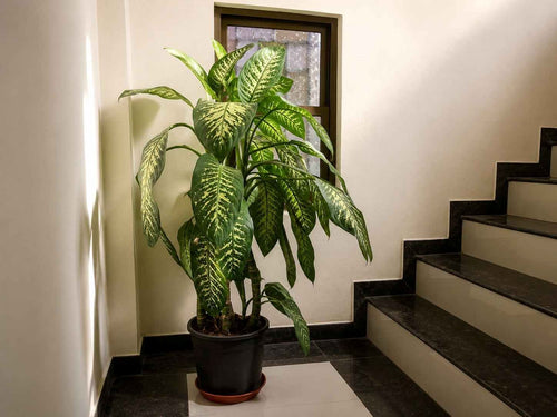 Dieffenbachia Dumb Cane