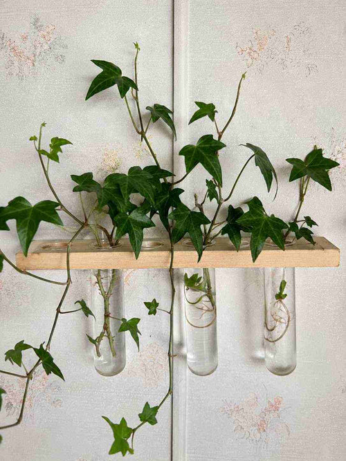 English Ivy