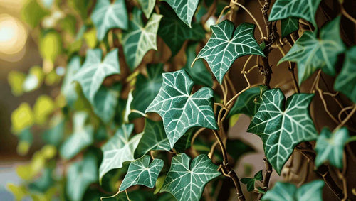 English Ivy leaves 