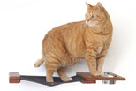 Cat on the Feeder Lounge 25