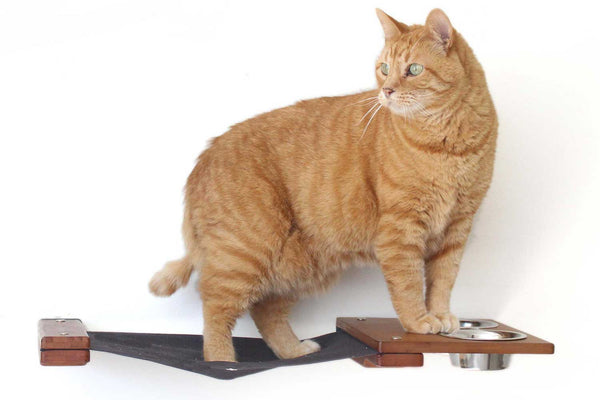 Cat on the Feeder Lounge 25