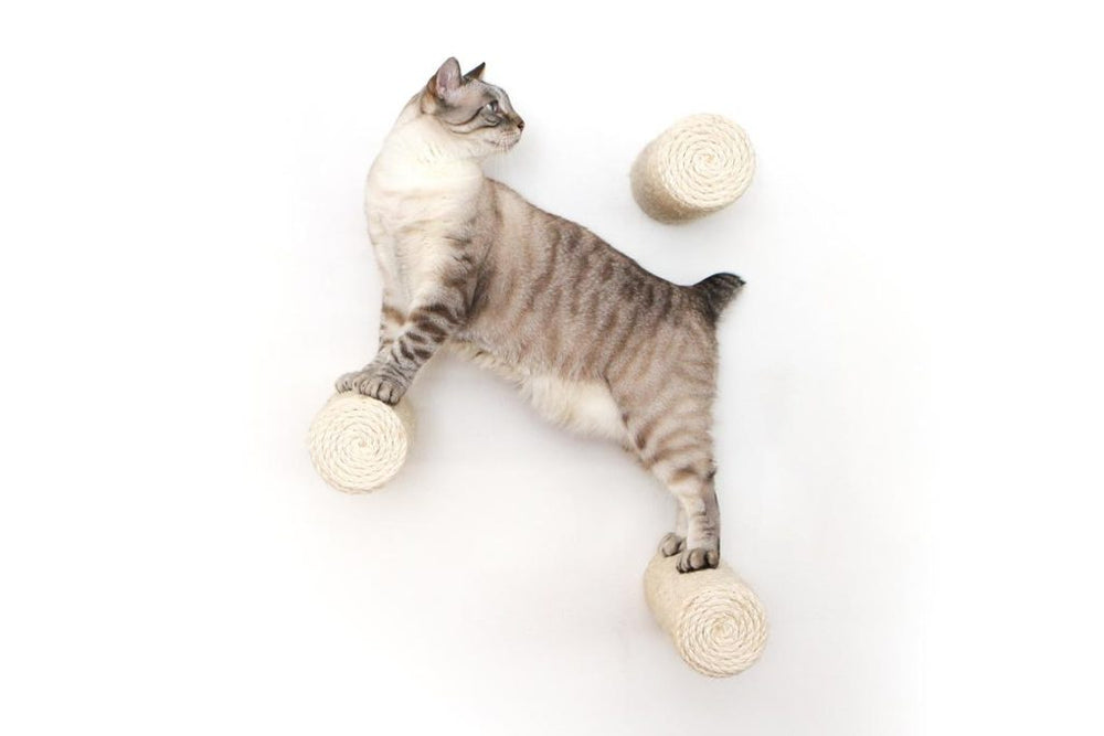 Bobtail cat climbing between 3 floating sisal poles.