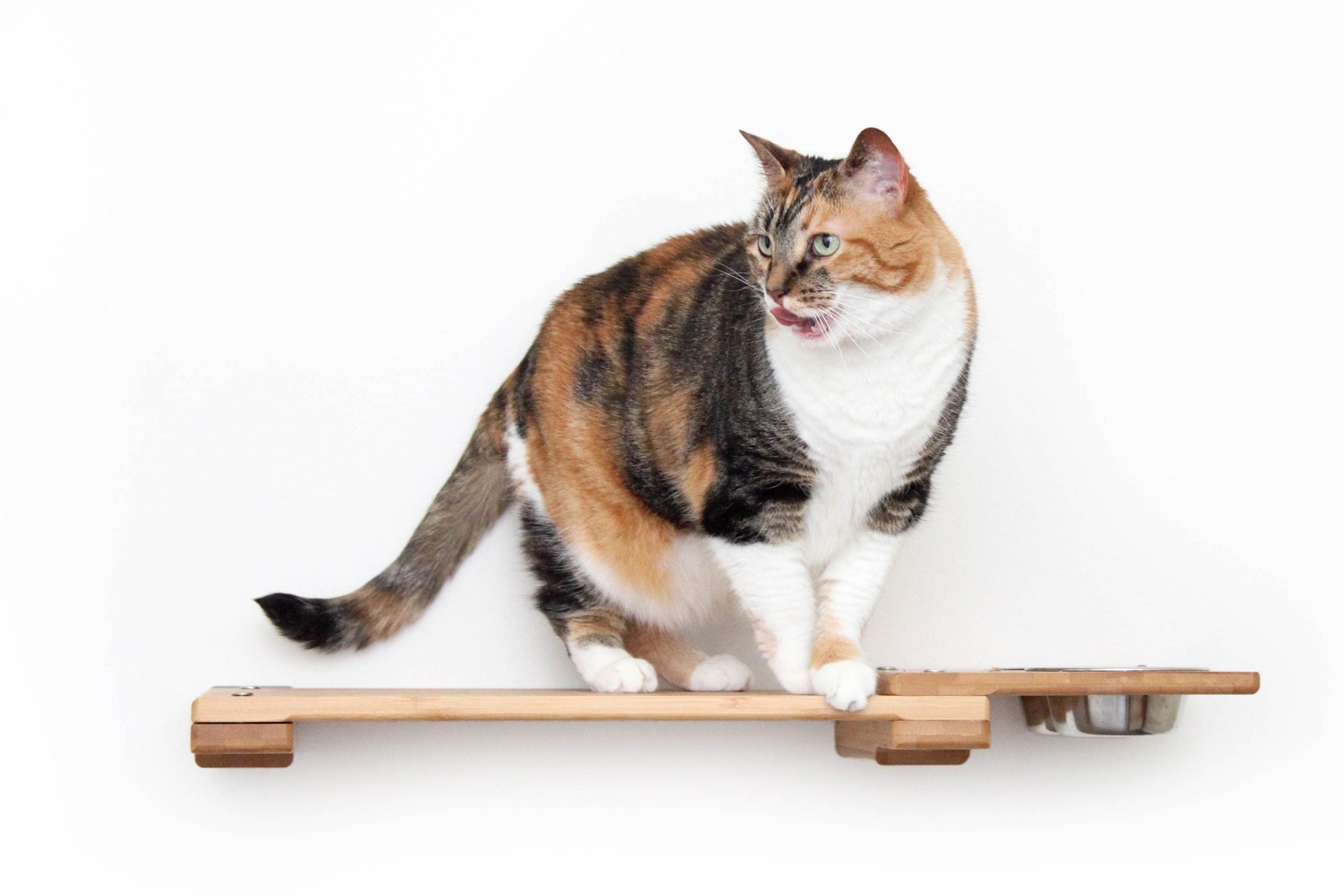 Cat standing on the Feeder Shelf