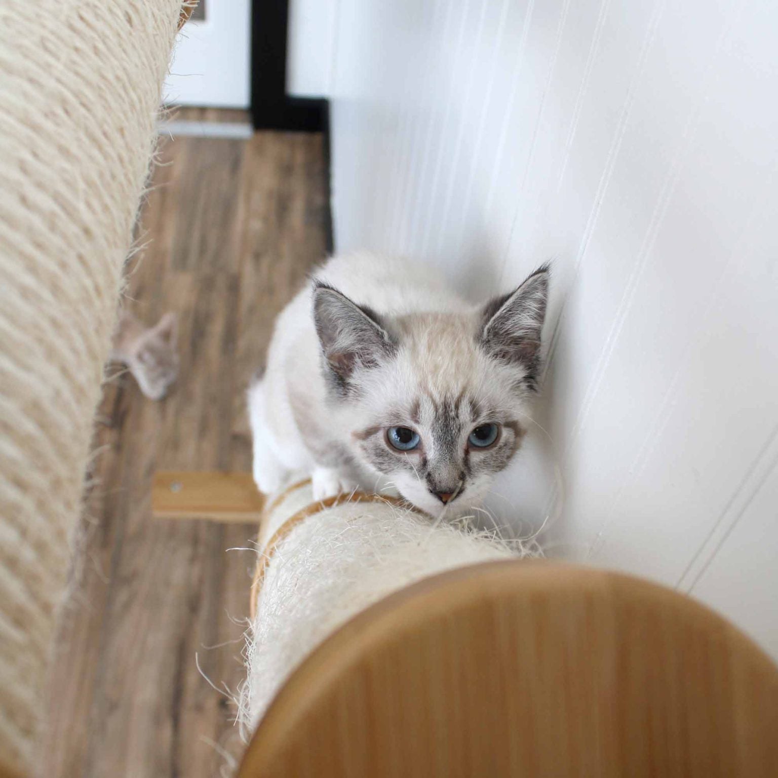 Kitten on an Angled Pole