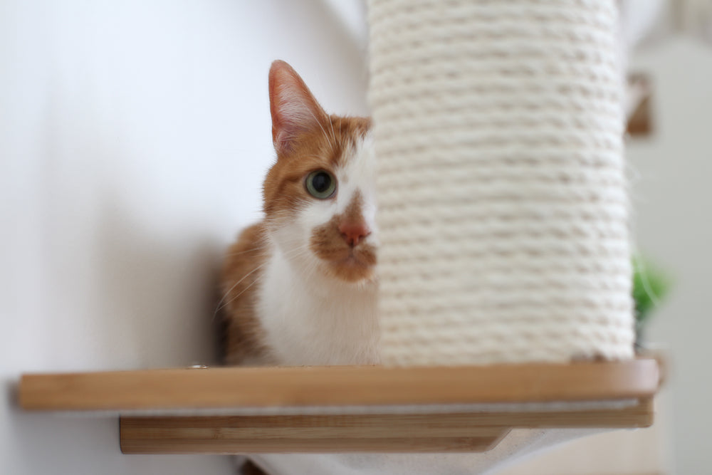 Cat peeking out behind a Scratching Pole