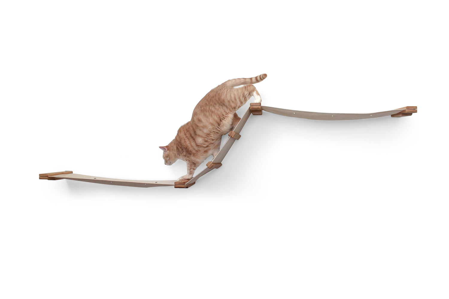 Cat climbing down The Large Raceway