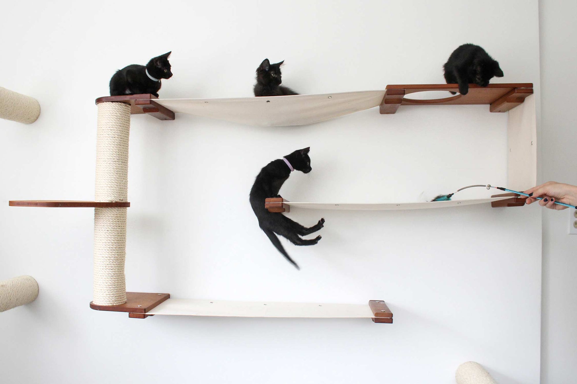 multiple kittens playing and lounging on a deluxe cat maze