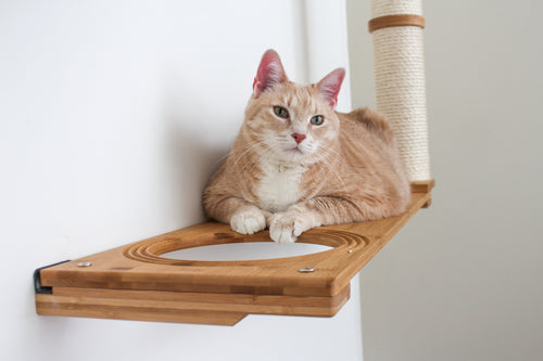 Cat laying on 34" Escape Hatch