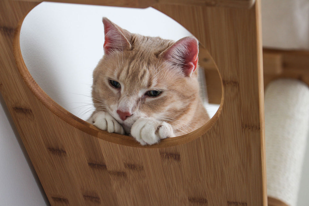 Cat looking through Escape Hatch hole