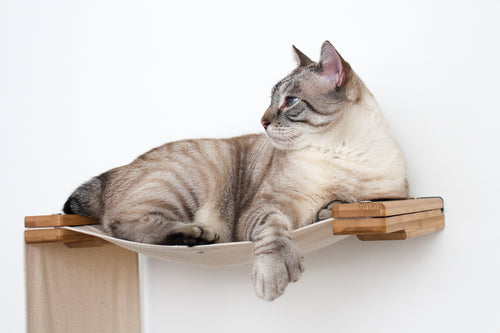 Cat laying on a hammock on a cat condo