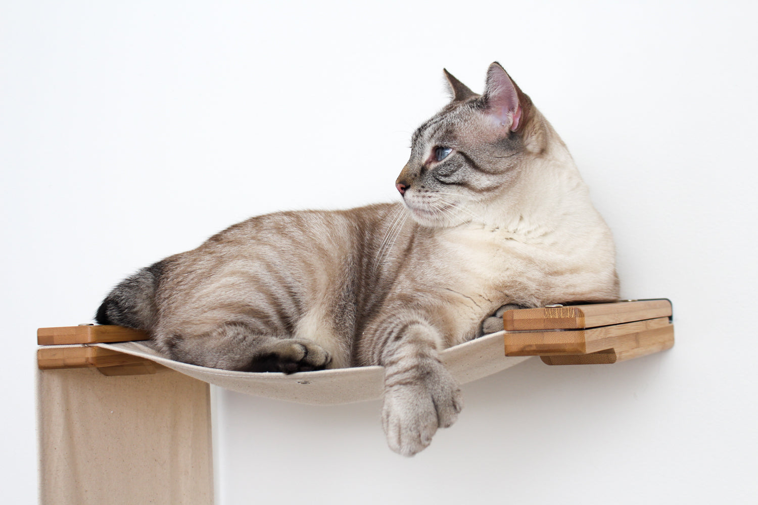 Cat resting on top of a condo