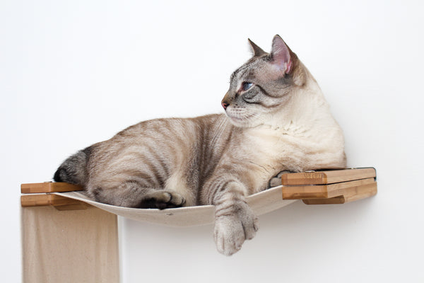 Cat laying on a hammock