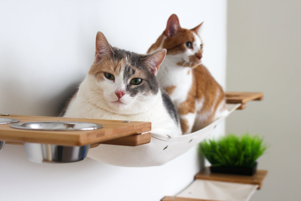 Two cats on a Hammock