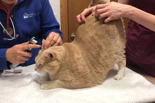 bronson getting checked out at the vet with his butt up in the air