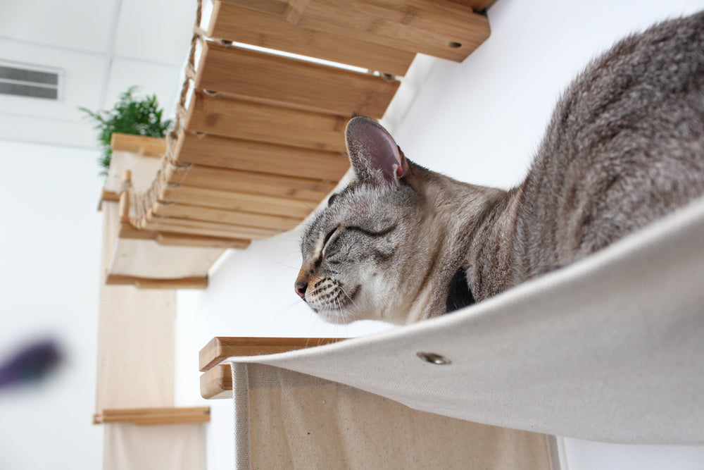 Close up of a cat sleeping on a condo