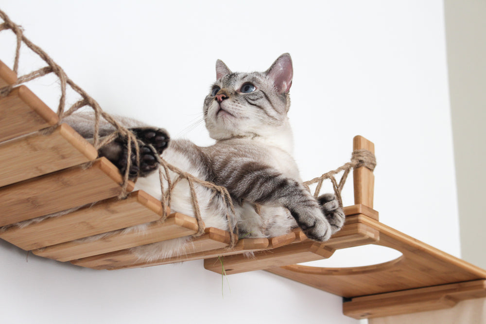 Cat laying on the bridge