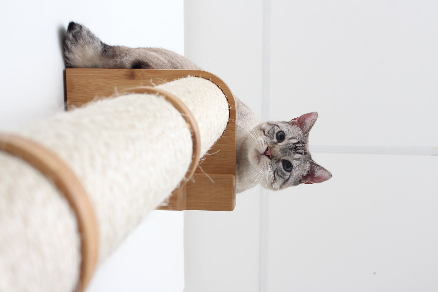 Bobtail cat looks down on viewer from atop a Sisal Pole in Natural.