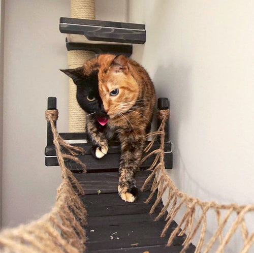 two tone black and orange cat on bridge