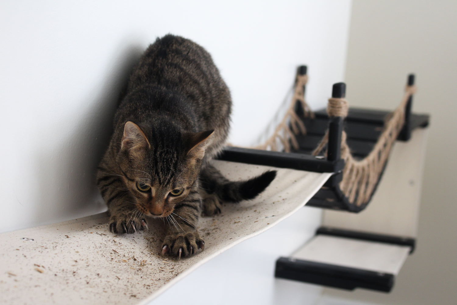 cat playing with catnip on a hammock