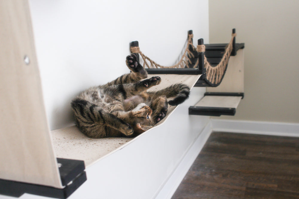 cat rolling on a hammock