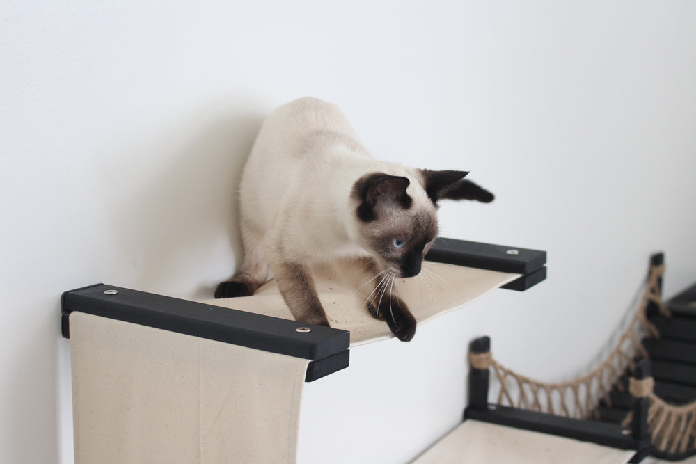 cat playing on a hammock