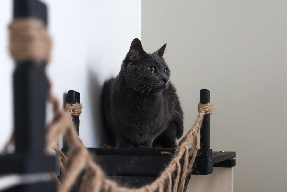 Cat sitting on a shelf for a condo