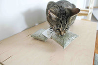 Cat stealing bag of catnip