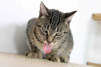 cat licking up catnip