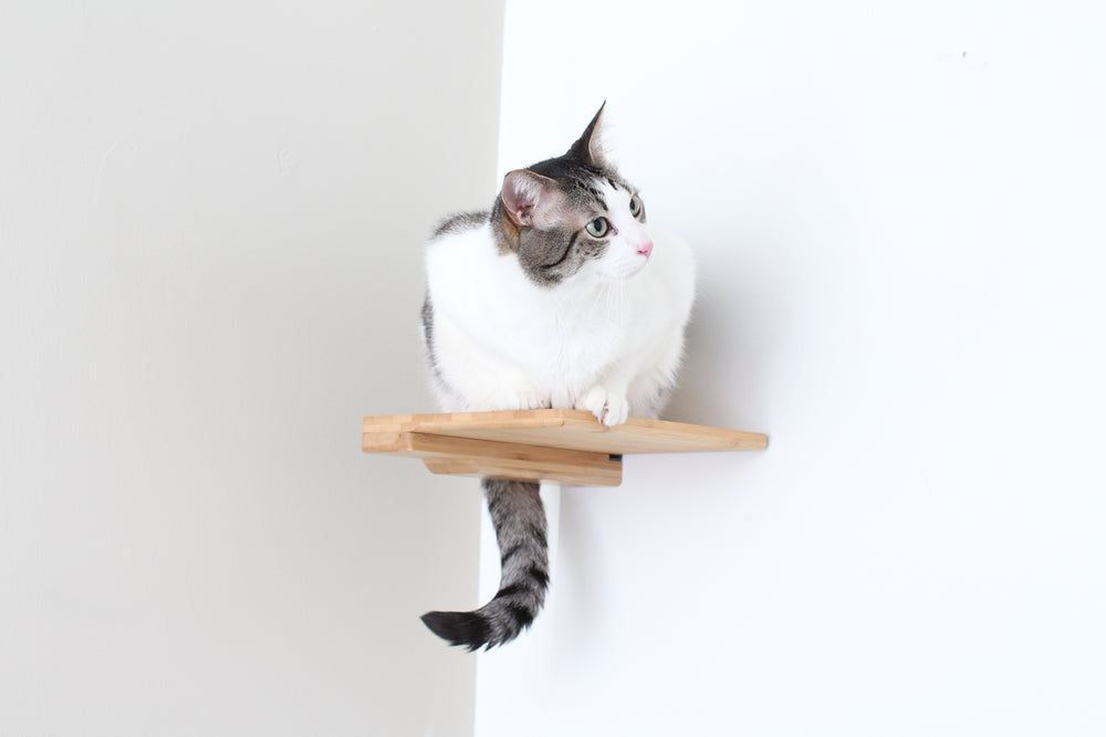 Grey and white cat perches on a Step Shelf, pictured in Natural.