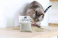 Cat eating the catnip behind the bagged product