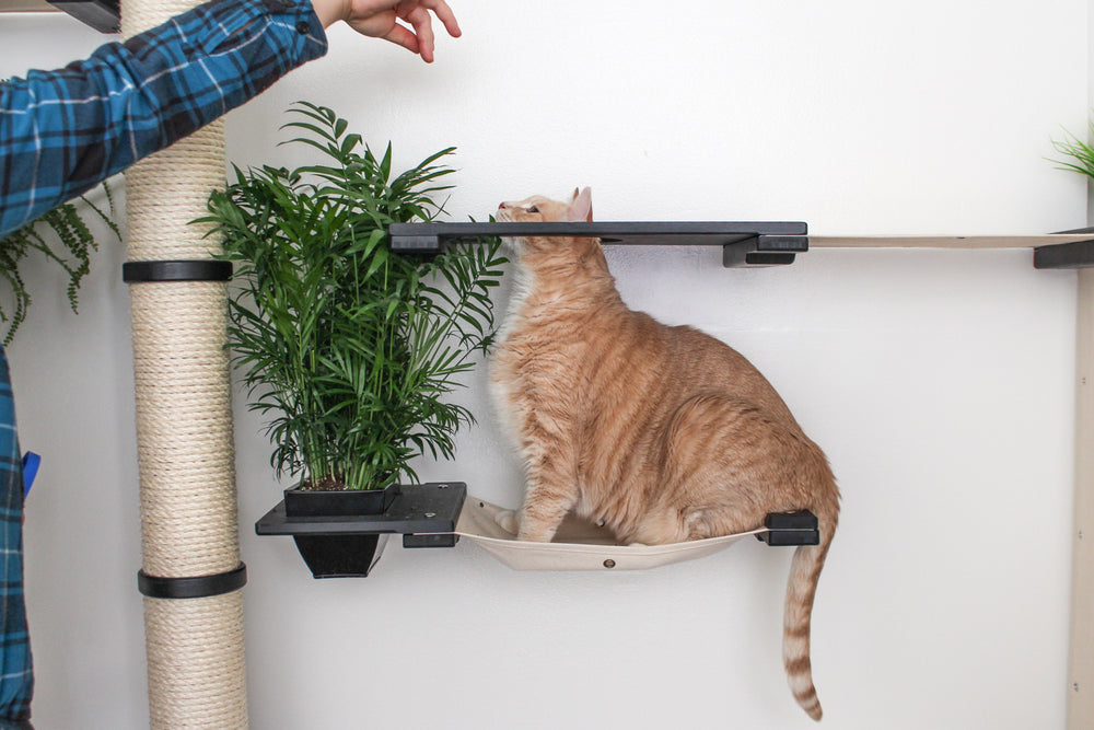 Cat going through escape hatch on the Mini Gardens Cat Condo