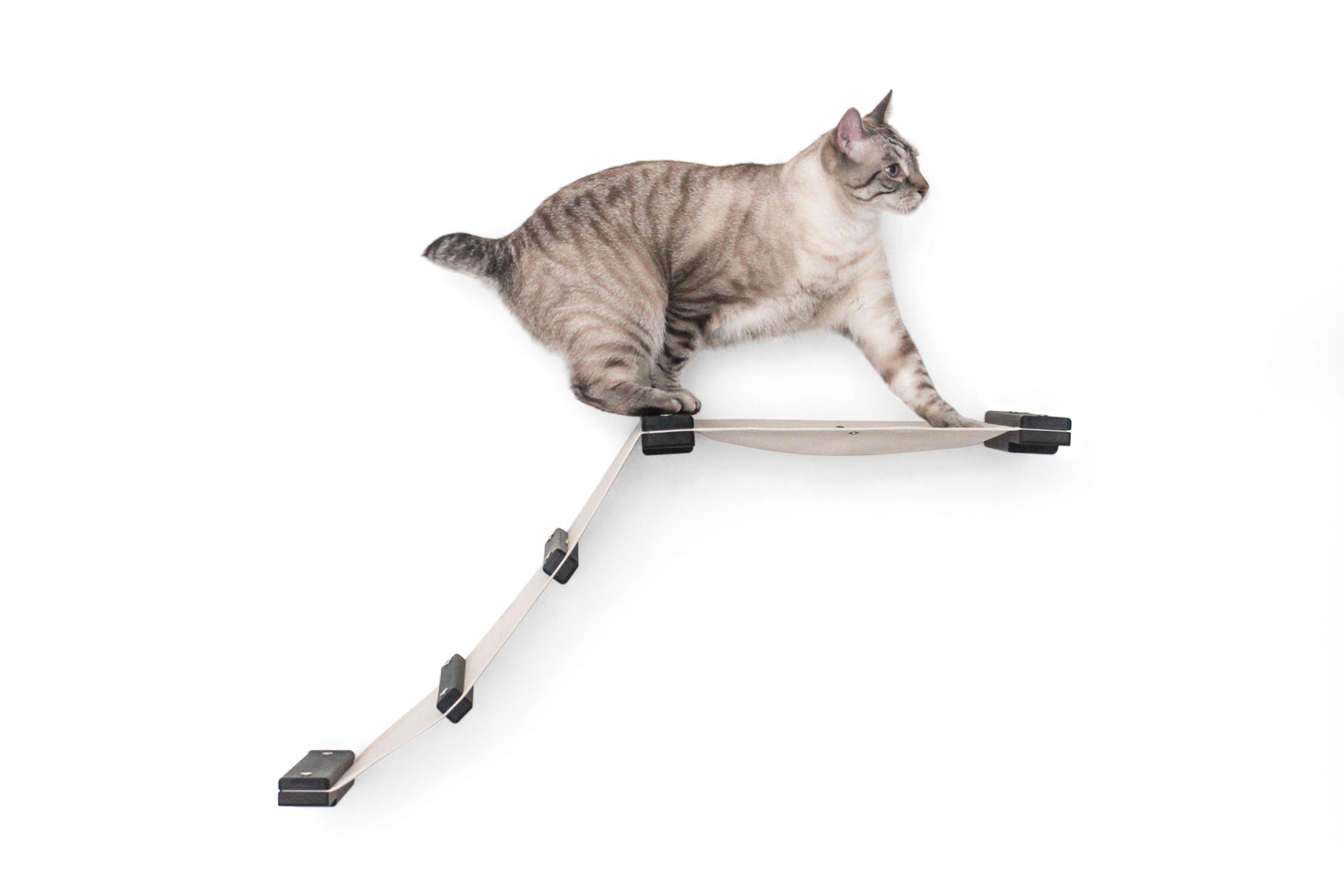 Cat at the top of The Lift