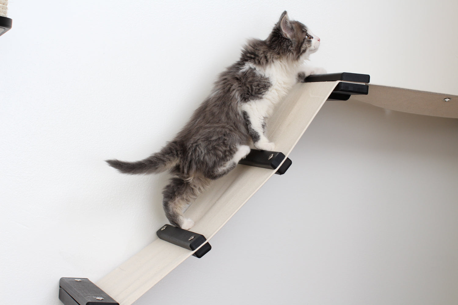 Kitten climbing up The Lift