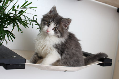 Close-up of fluffy grey and white kitten sitting on the Planter Lounge in Onyx finish bamboo with Natural canvas fabric hammock.