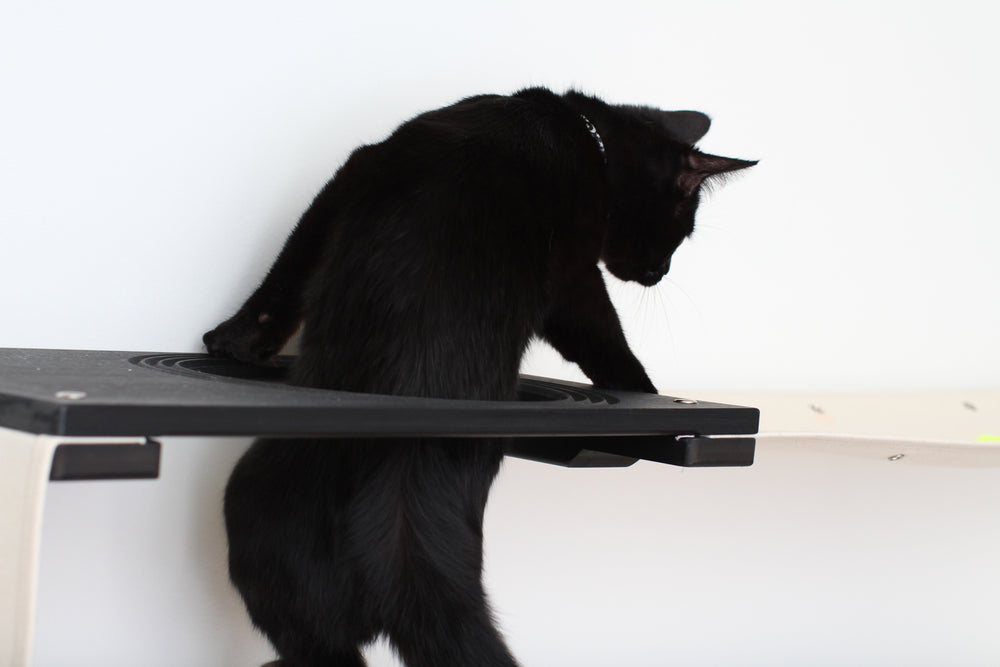 Black kitten climbing through escape hatch. Pictured in Onyx/Natural.