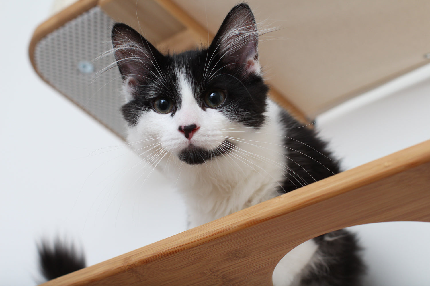 Cat looking over a shelf