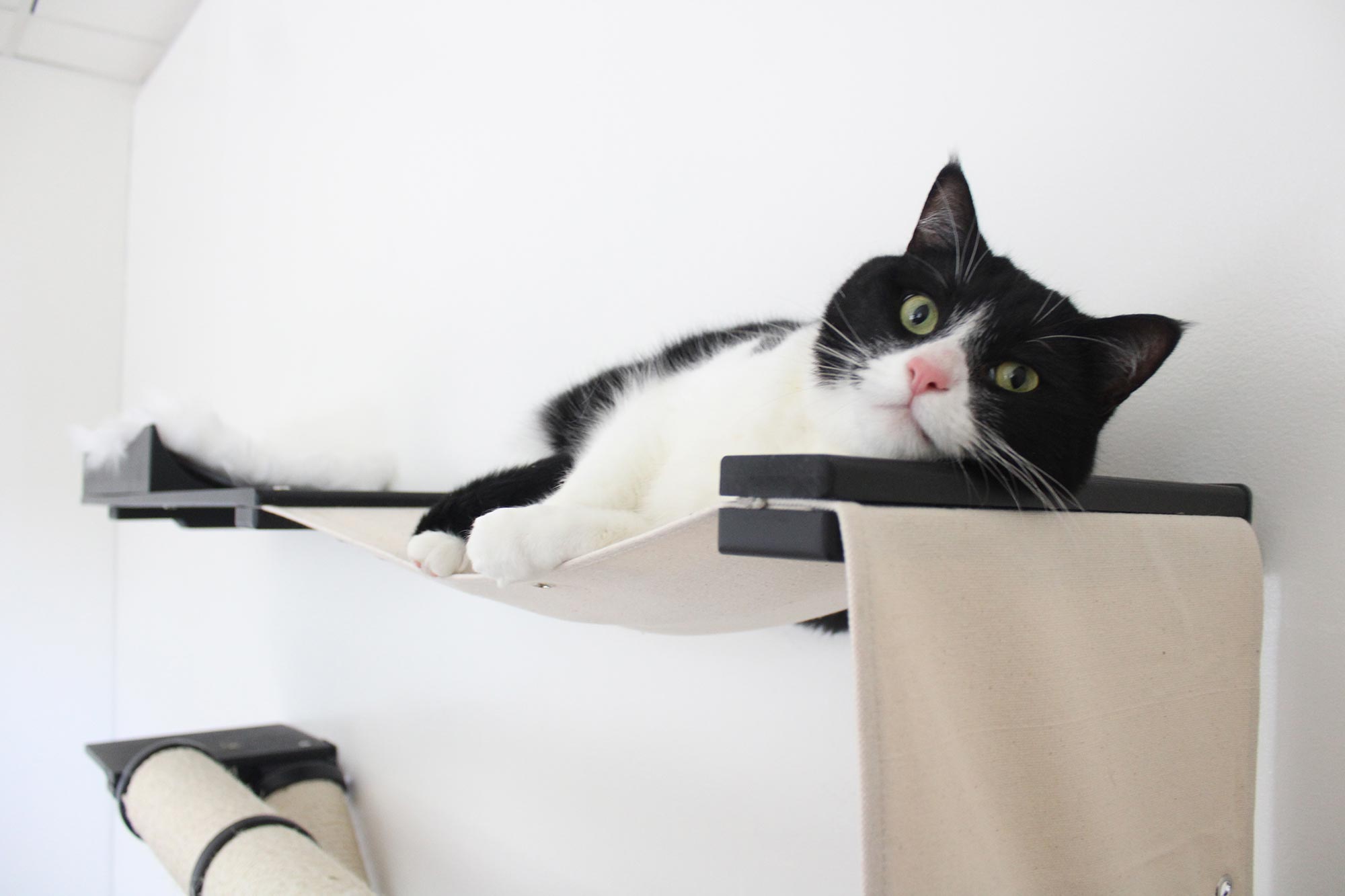 Black and white cat lounging on a beige cat shelf against a white background
