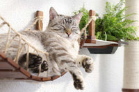 Cat lounging on a wooden bridge with a plant in the background