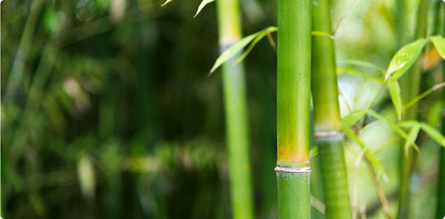 bamboo plants