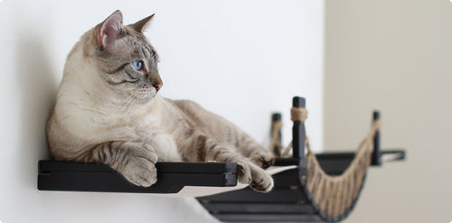 cat lounging on a cat hammock with bridge