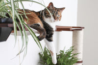 Calico cat on a wall-mounted Juggernaut Cat Condo with a Spider Plant.