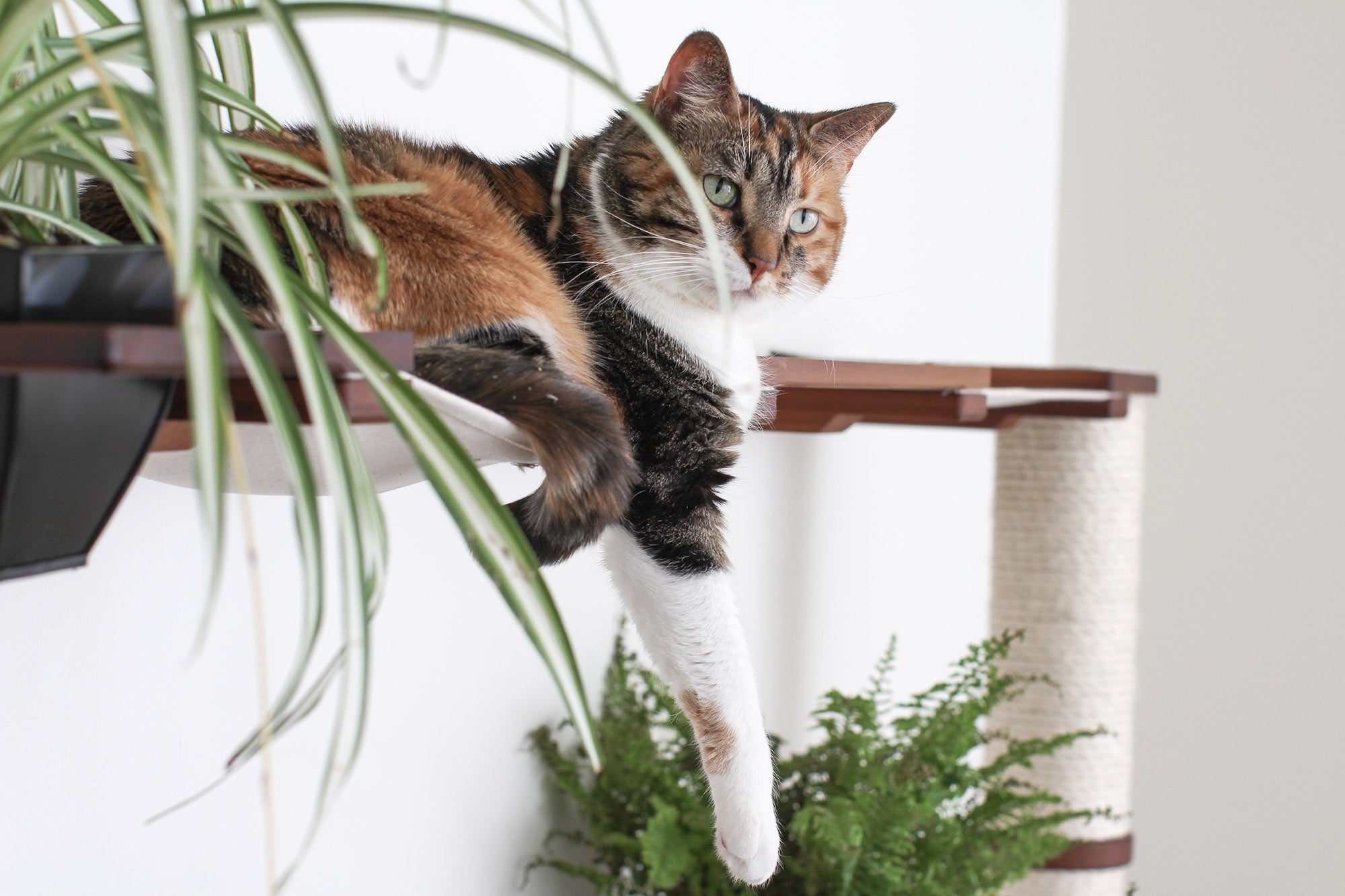 Calico cat on a wall-mounted Juggernaut Cat Condo with a Spider Plant.