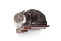 Cat on Step