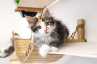Calico kitten on a wooden shelf with a white background